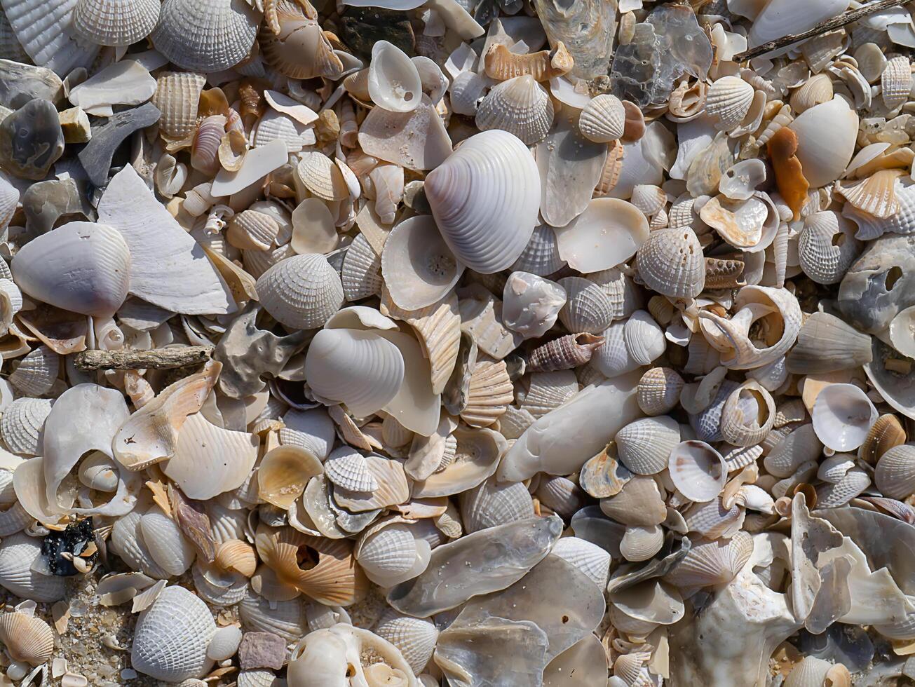 Shells on the beach photo