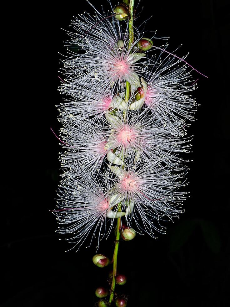 Close up of Baranda angatensis Llanos flower. photo