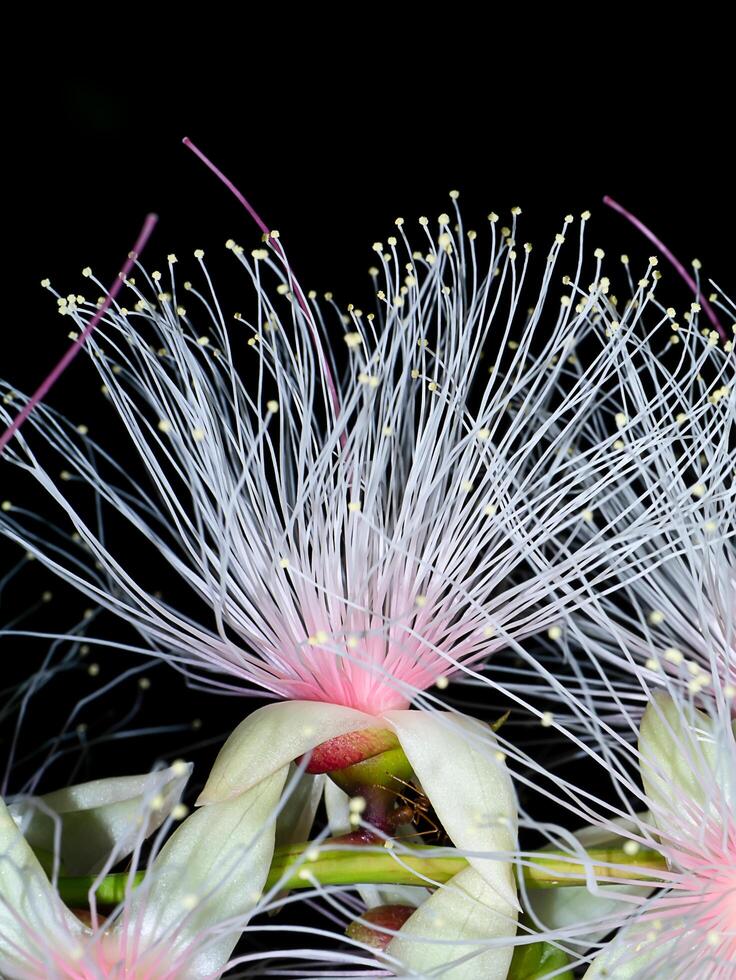 Close up of Baranda angatensis Llanos flower. photo