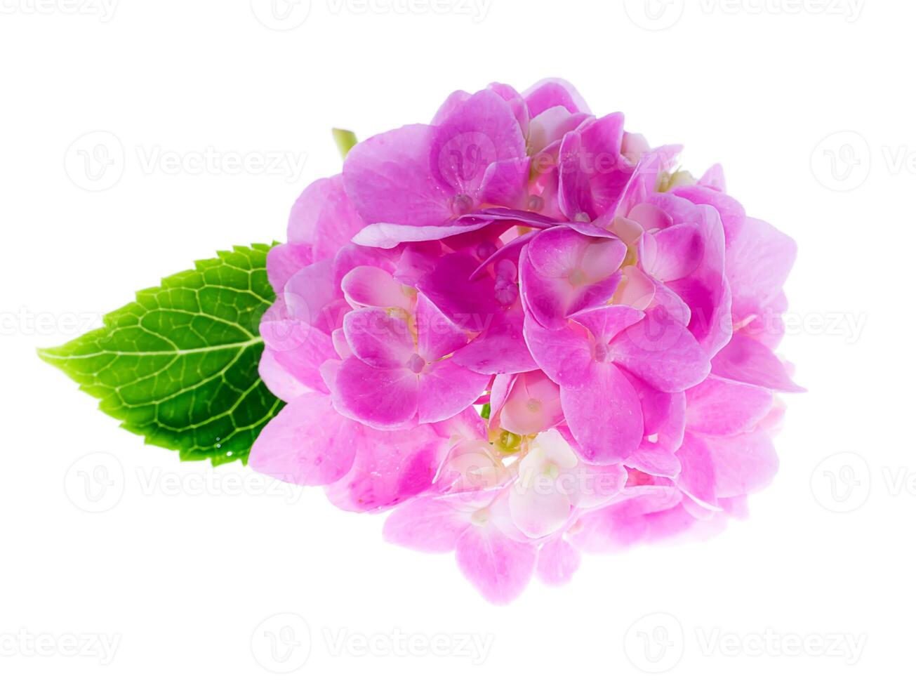 Close up Hydrangea flower photo