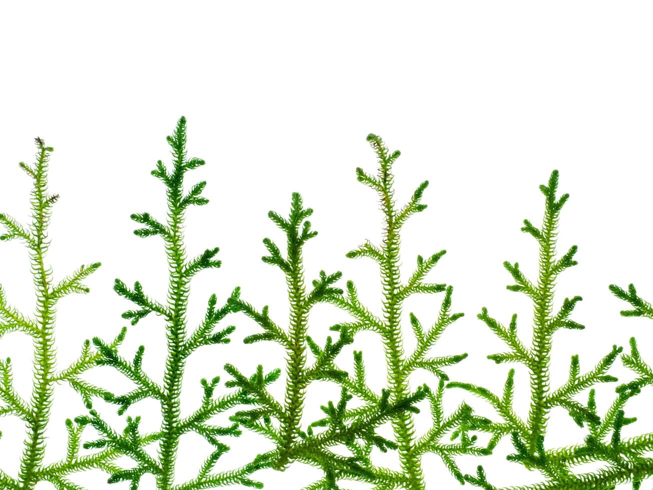 Creeping Club Moss photo