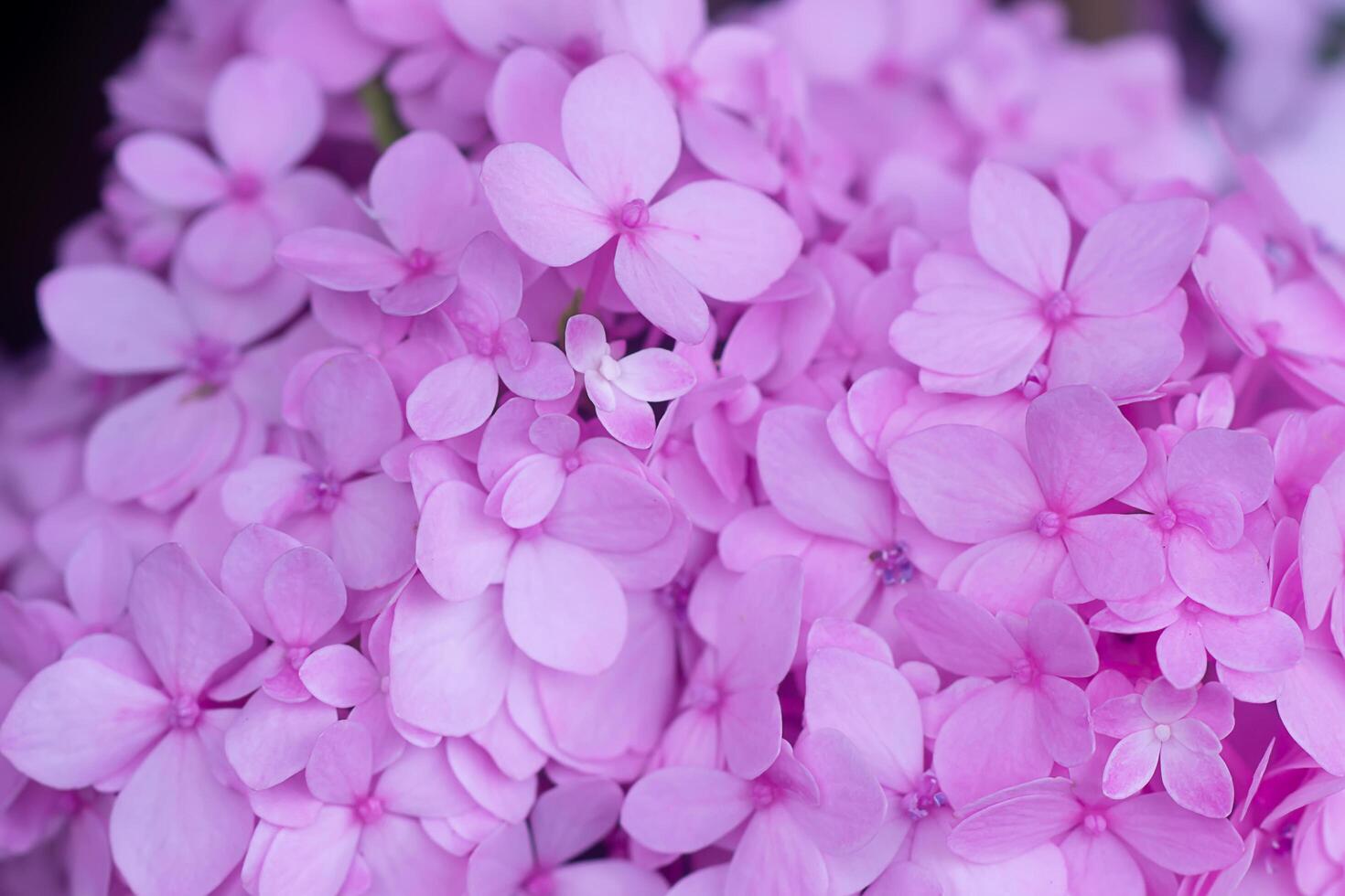 Close up Hydrengea flower. photo