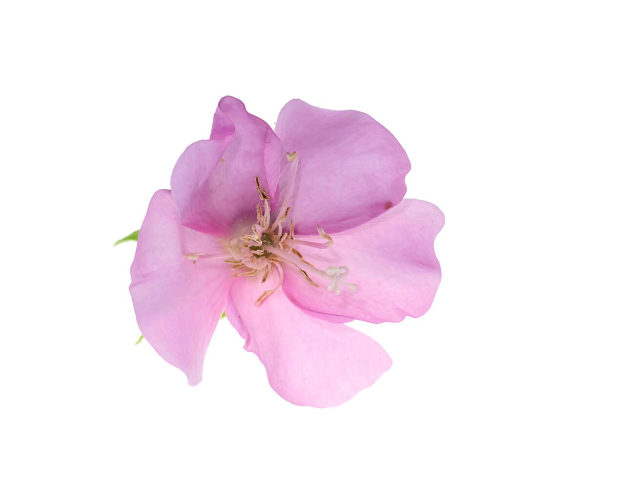 Close up of Pink Dombeya flower photo