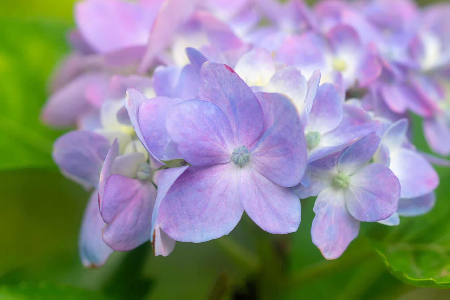 Close up Hydrengea flower. photo