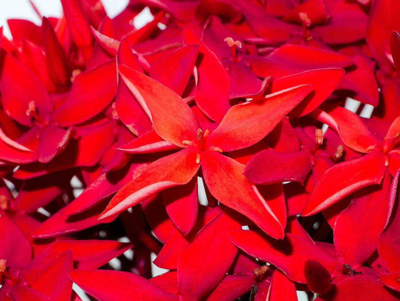 Glossy Ixora flower photo