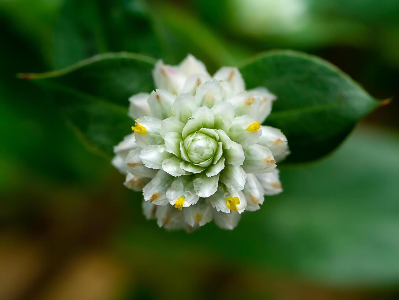 Close up of Gomphrena weed flower photo
