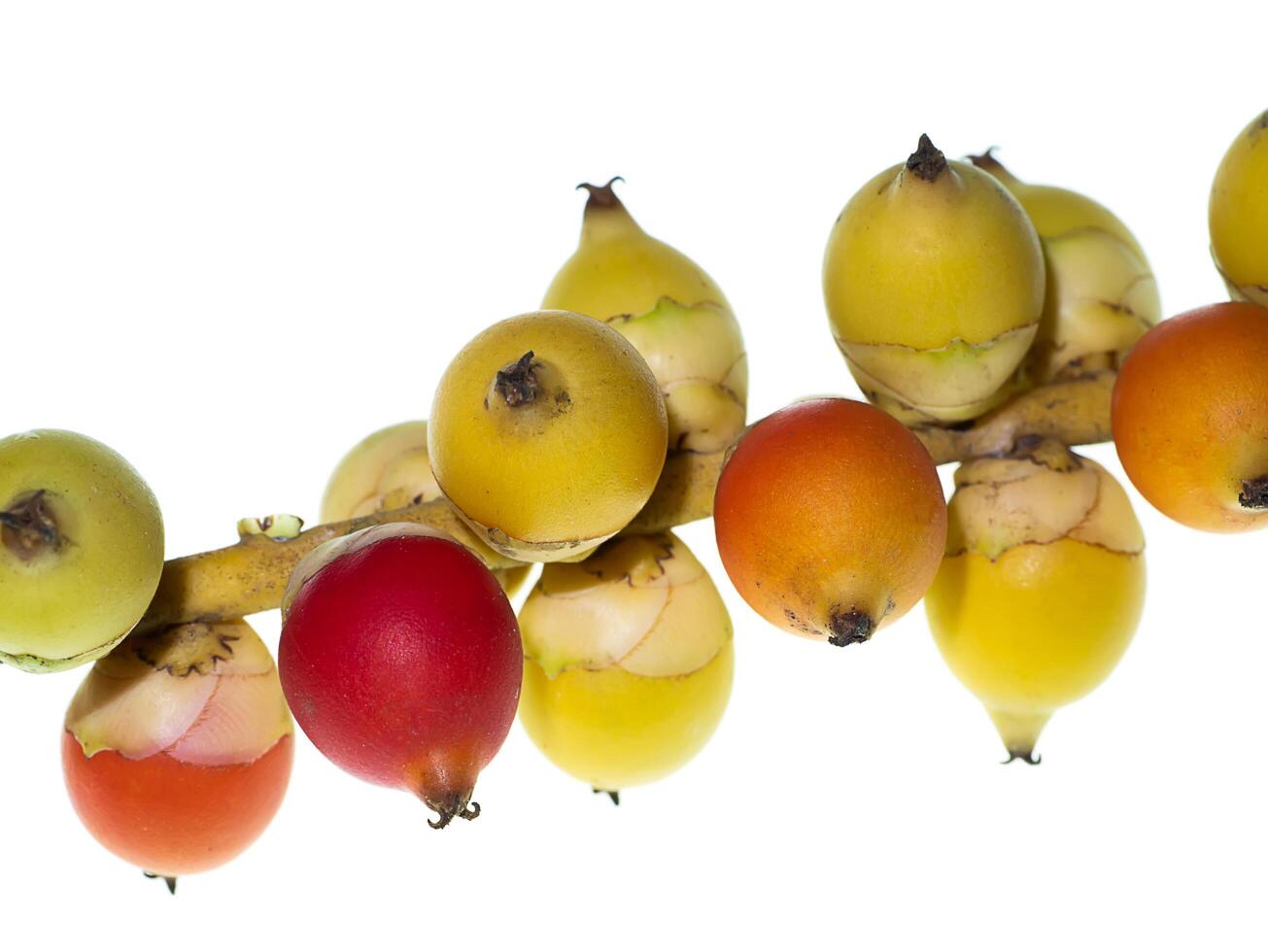 Macarthurs Palm seeds photo