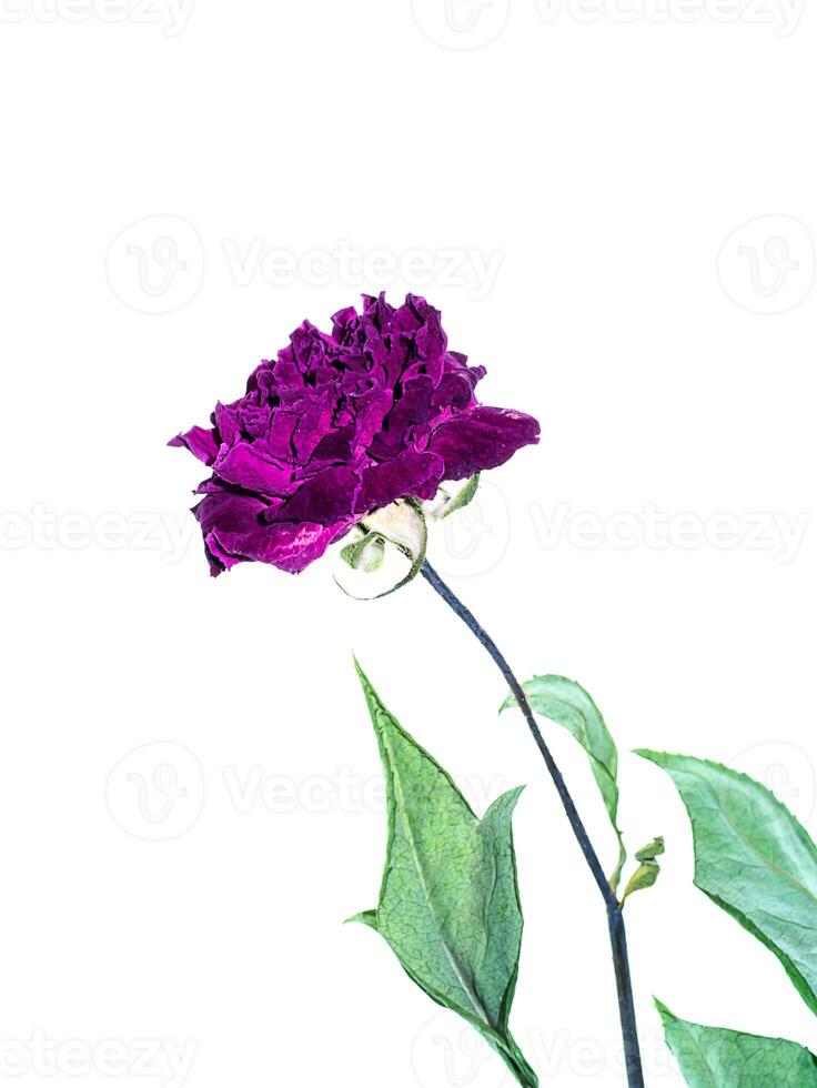 Dark pink of Damask Rose flower. photo