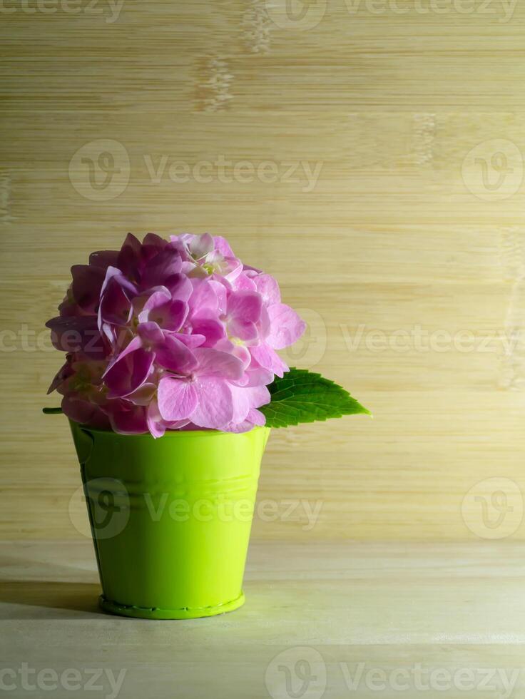 Close up Hydrangea flower photo