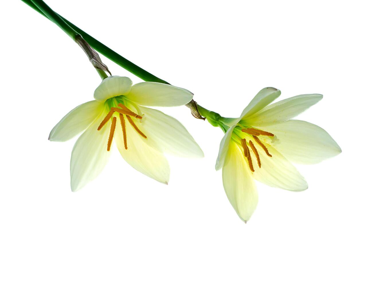 Beautiful rain lily flower photo