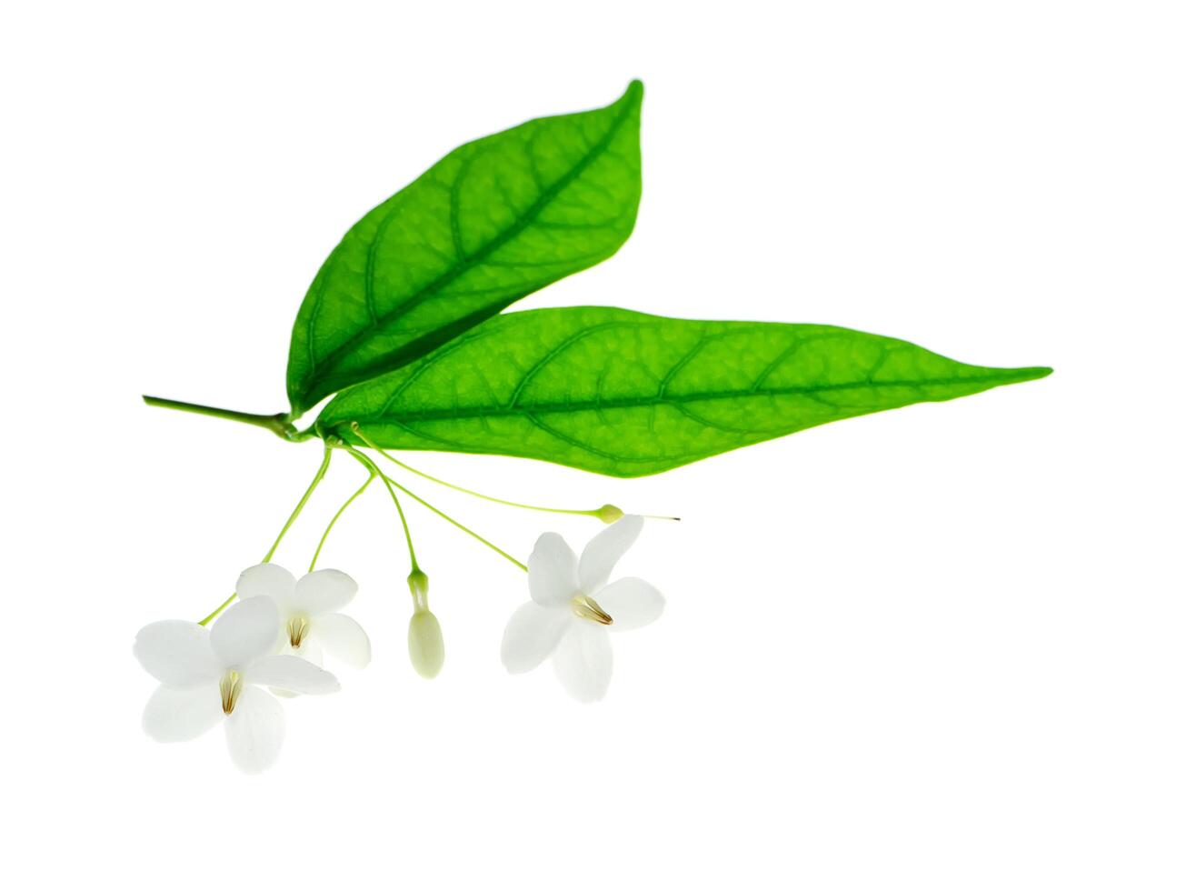 Wrightia religiosa Benth photo