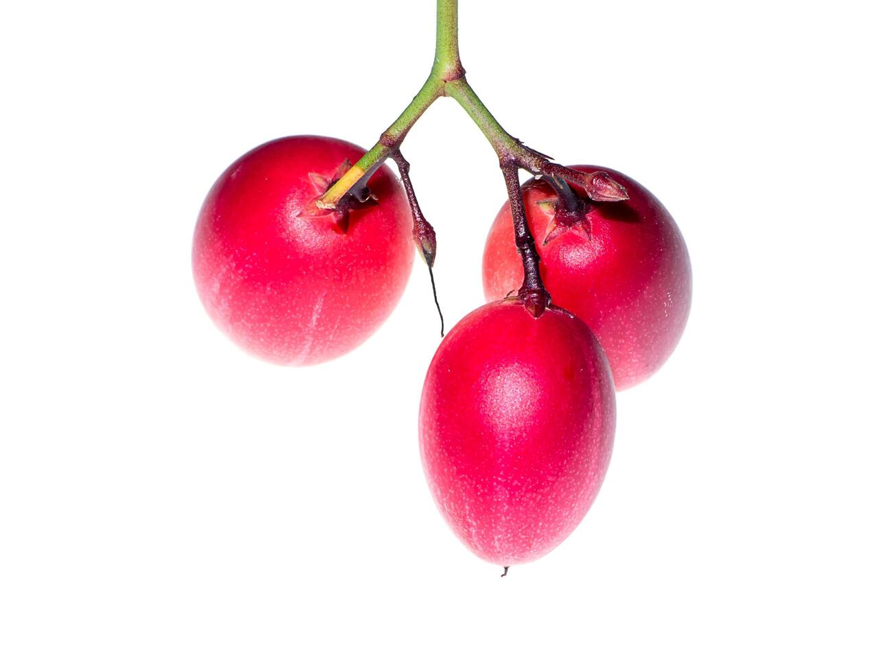 Carissa carandas fruit photo