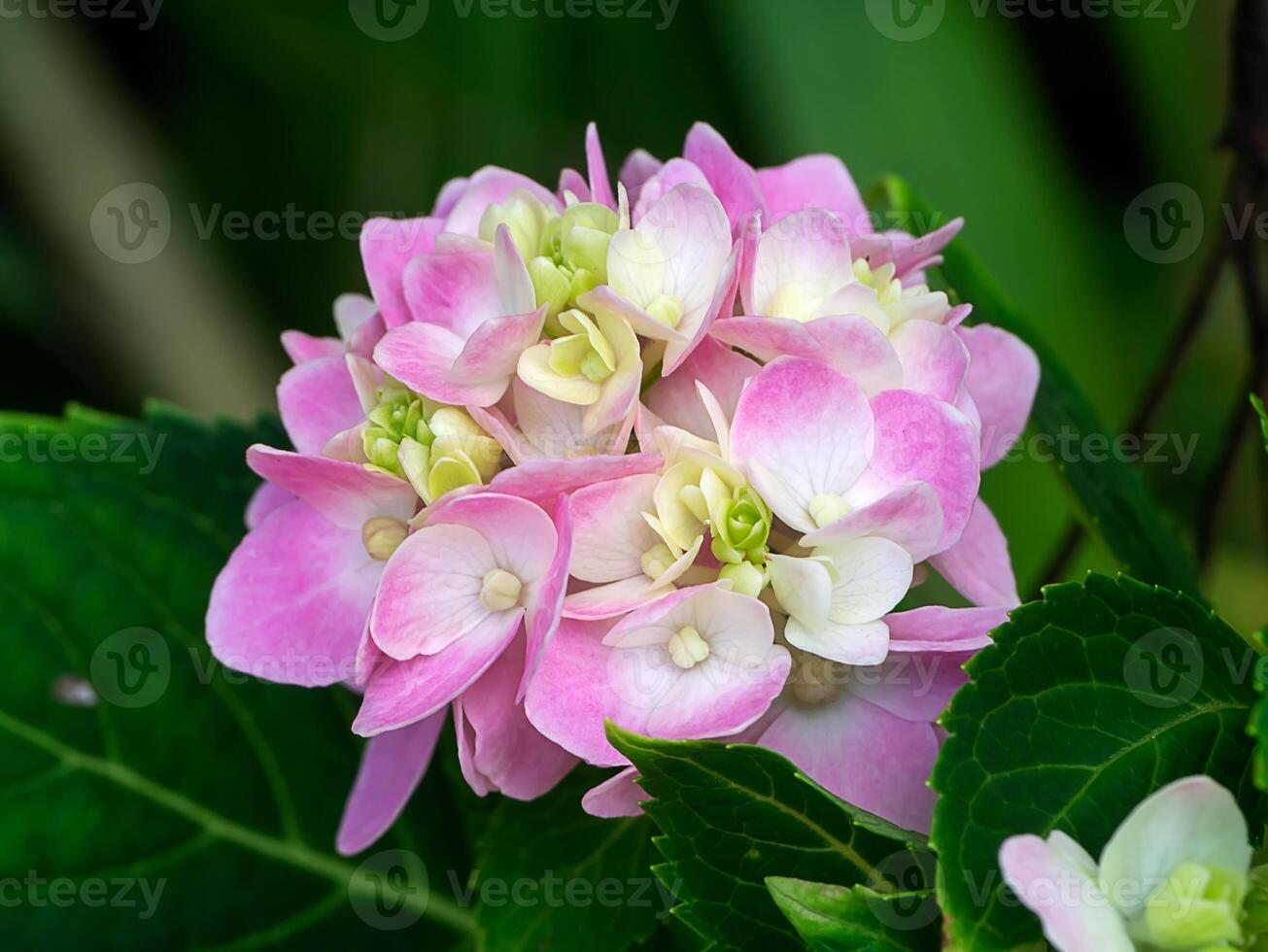 Close up Hydrangea flower photo