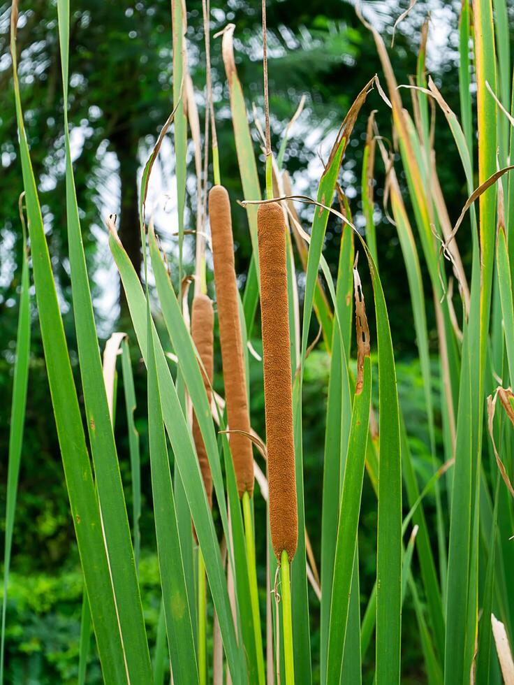 Narrow-leaved Cattail plant photo