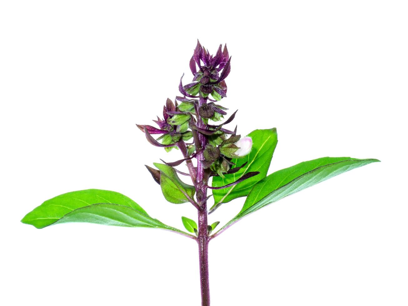 Sweet Basil on white background. photo