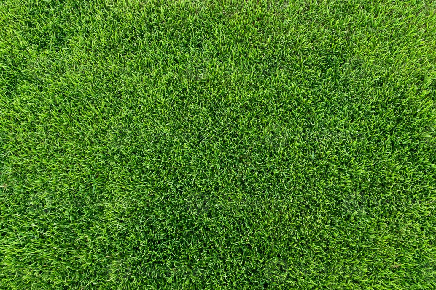 Fresh grass of the stadium photo