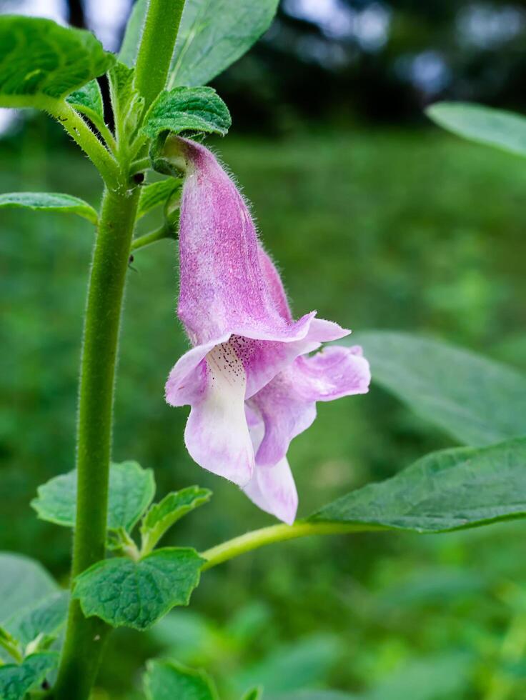 Sasame flower on tree photo