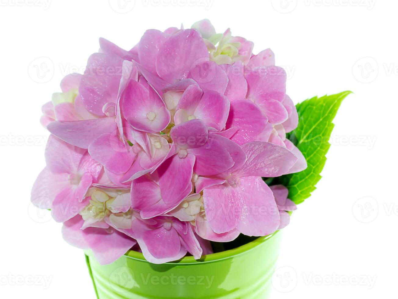 Close up Hydrangea flower photo