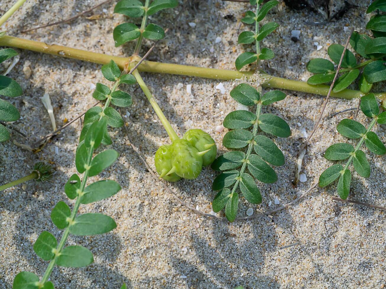 Close up of Tribulus terrestris plant. photo