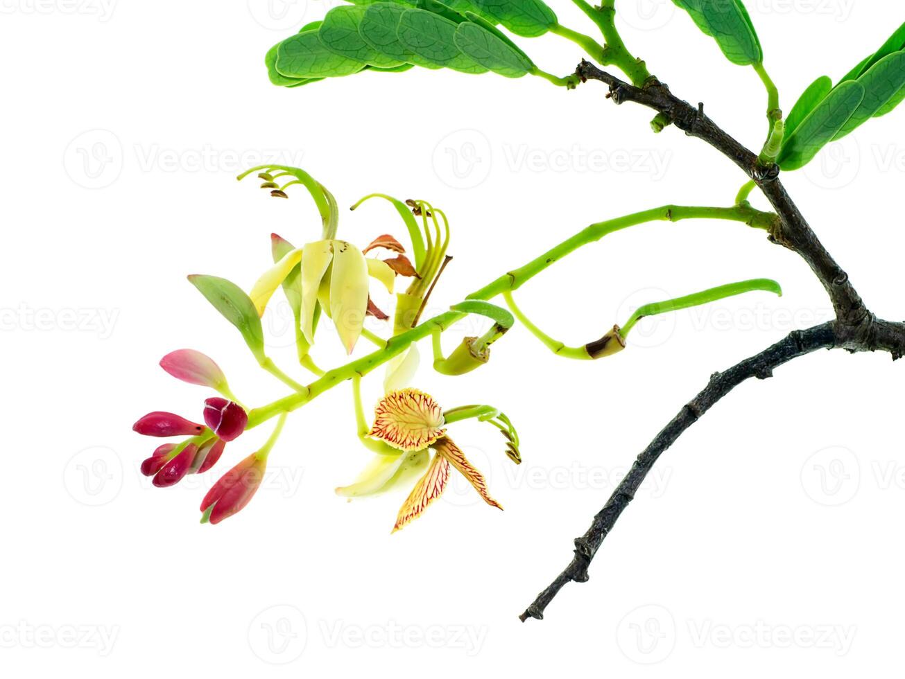 Tamarind flower with leaves photo