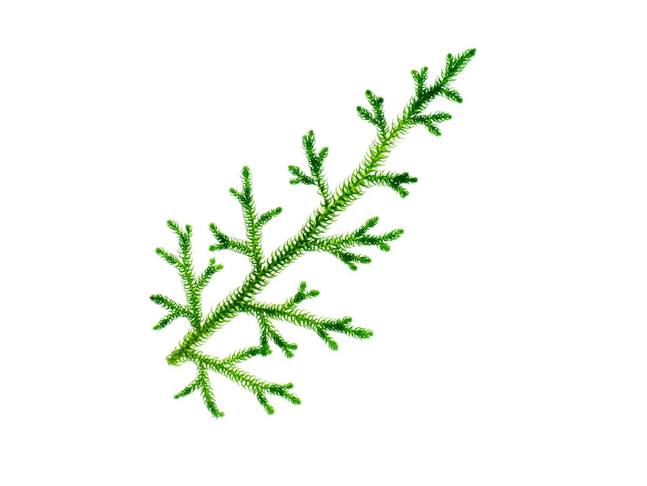 Creeping Club Moss photo