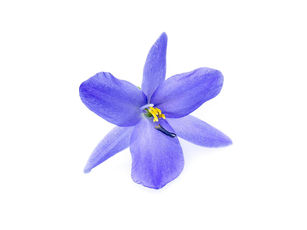 Close up violet flower. photo