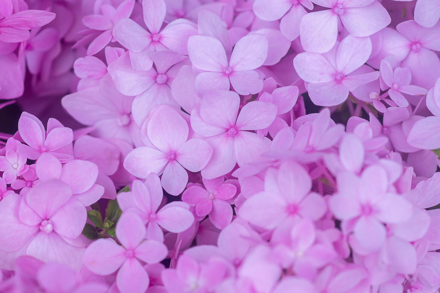Close up Hydrengea flower. photo