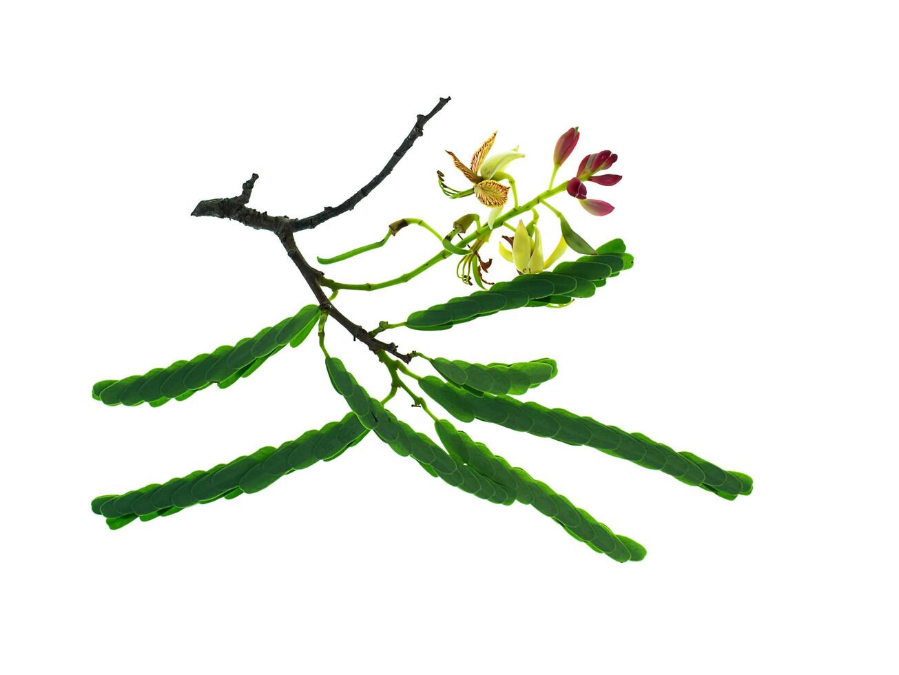 Tamarind flower with leaves photo