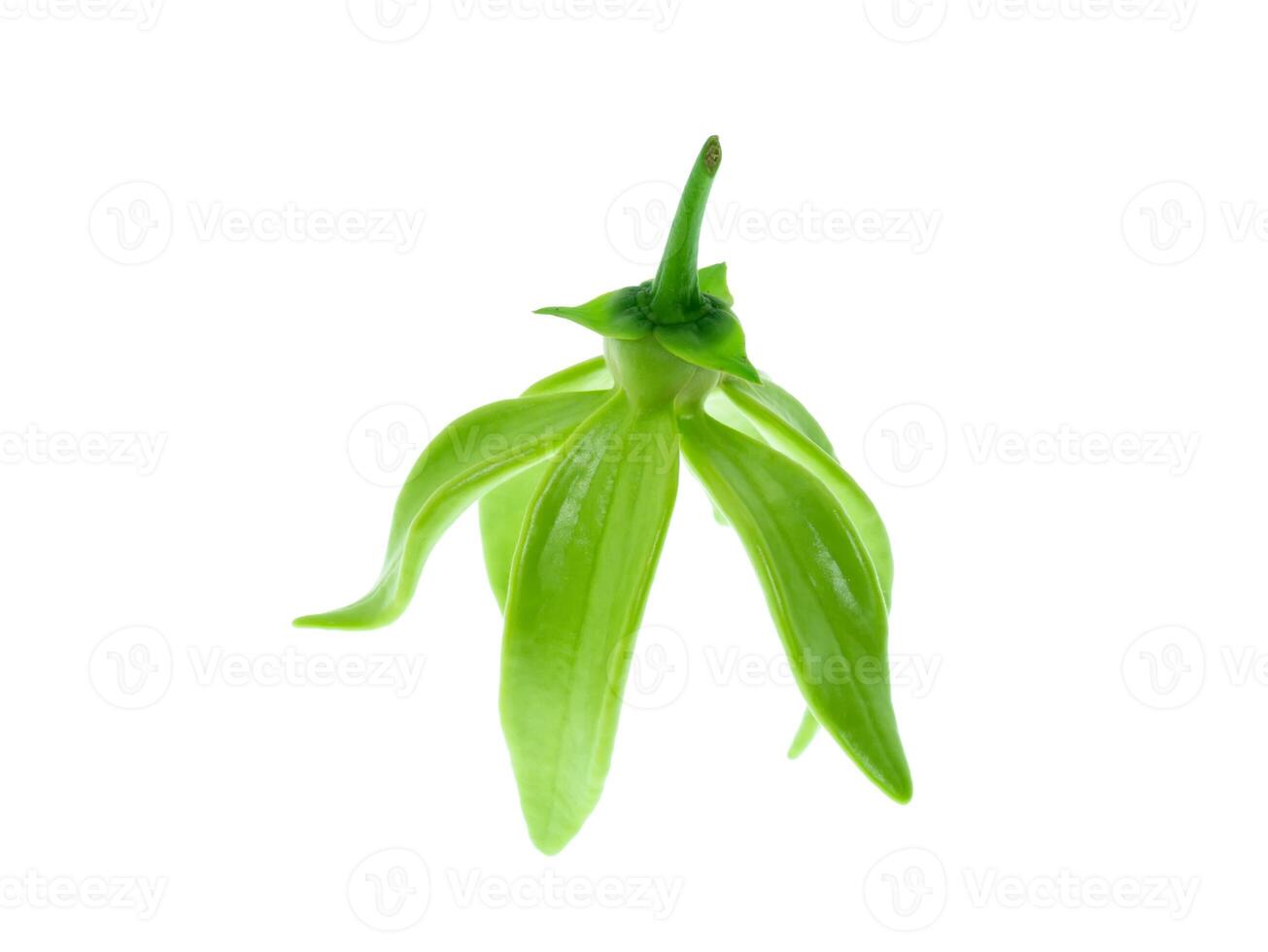 fragrant flowers of climbing ylang-ylang photo