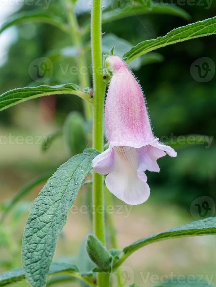 Sasame flower on tree photo