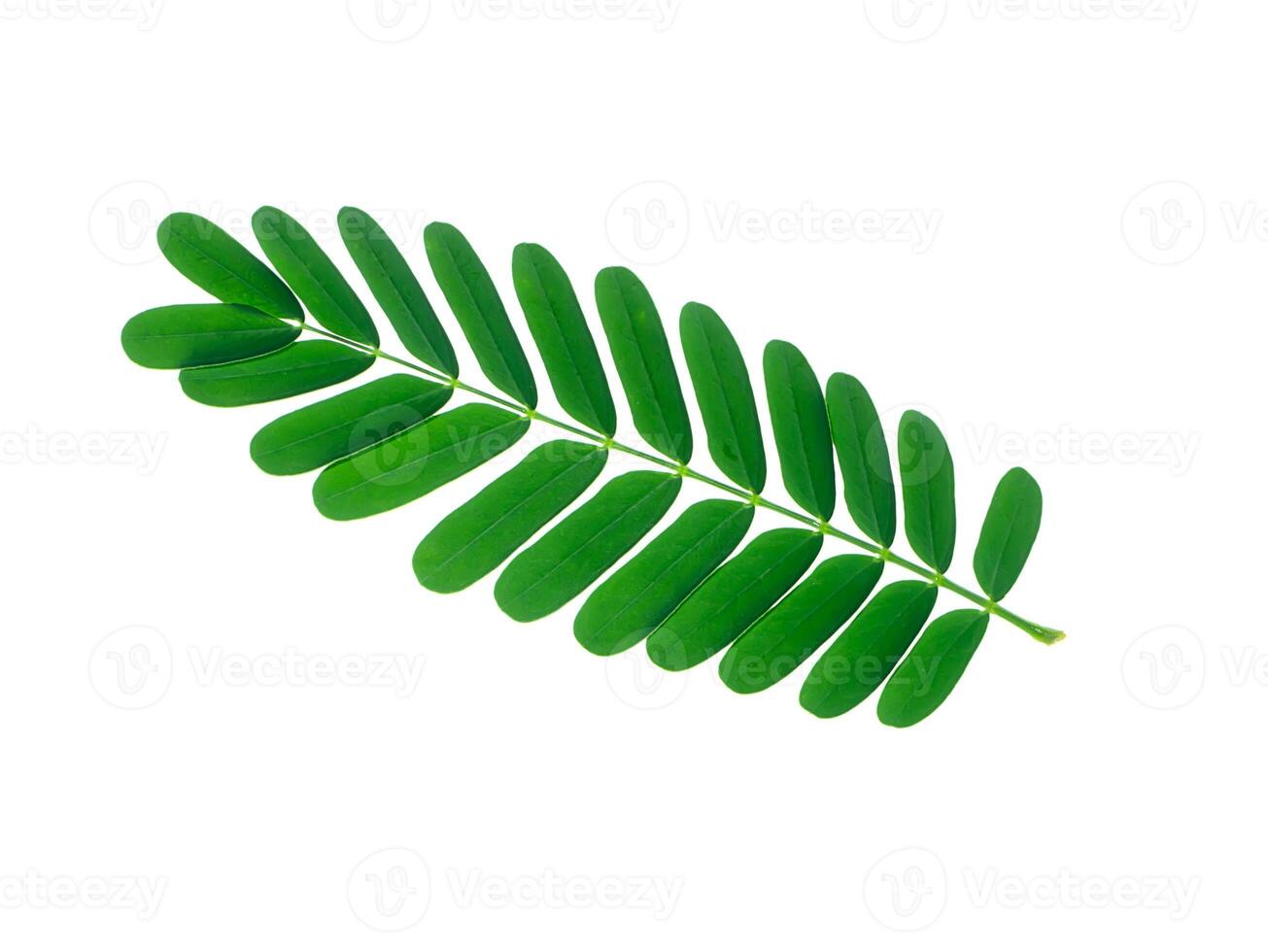 Tamarind leaves on white background photo