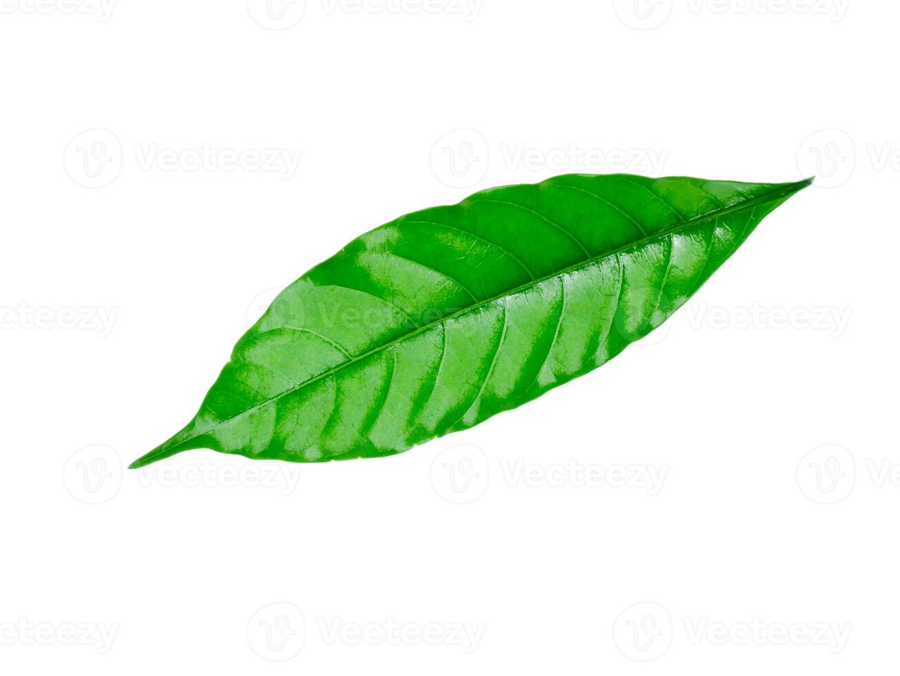 Crepe Jasmine, East Indian Rosebay leaf photo