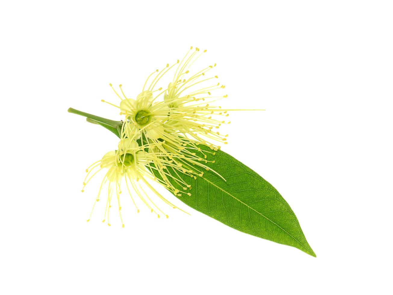 Golden Penda flower photo
