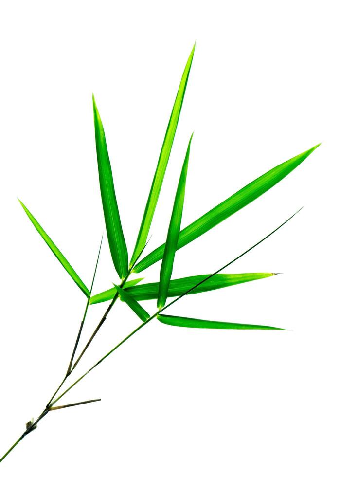 Bamboo leaves on white background photo