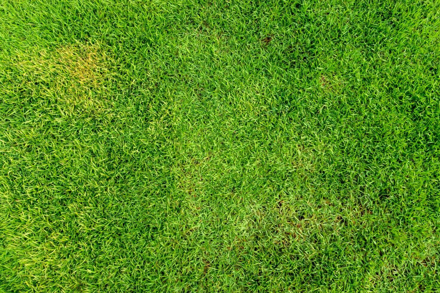 Fresh grass of the stadium photo