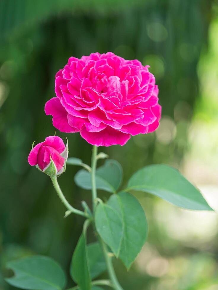 Dark pink of Damask Rose flower. photo