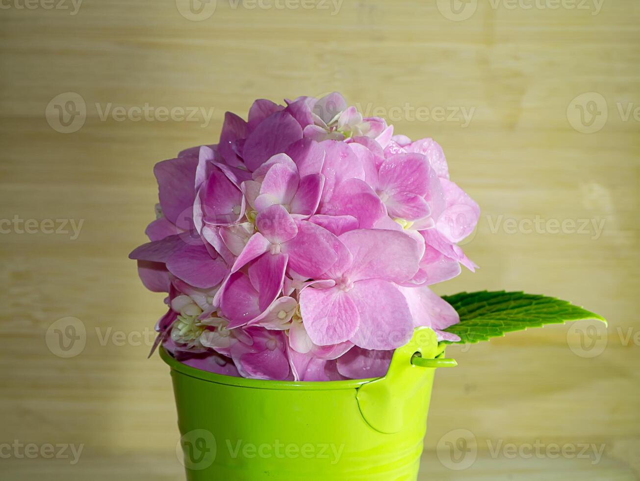 Close up Hydrangea flower photo