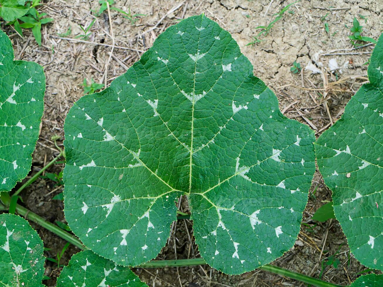 Close up of Pumpkin leaves. photo