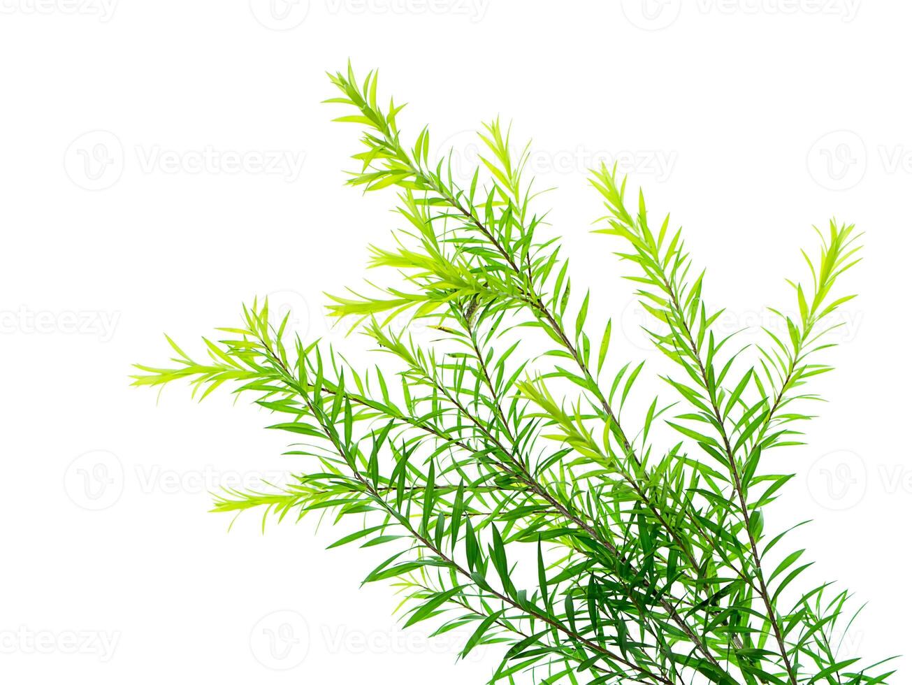 Melaleuca bracteata leaves. photo