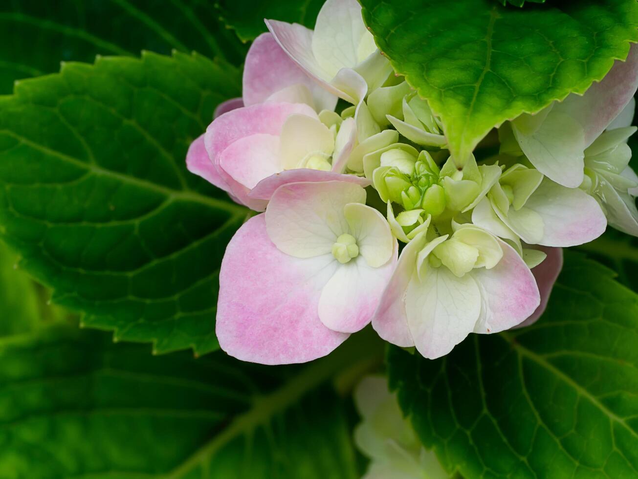 Close up Hydrengea flower. photo