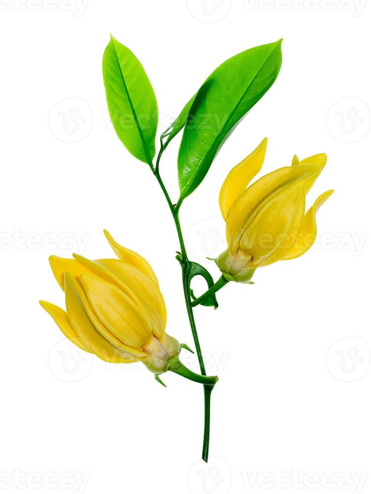 fragrant flowers of climbing ylang-ylang photo