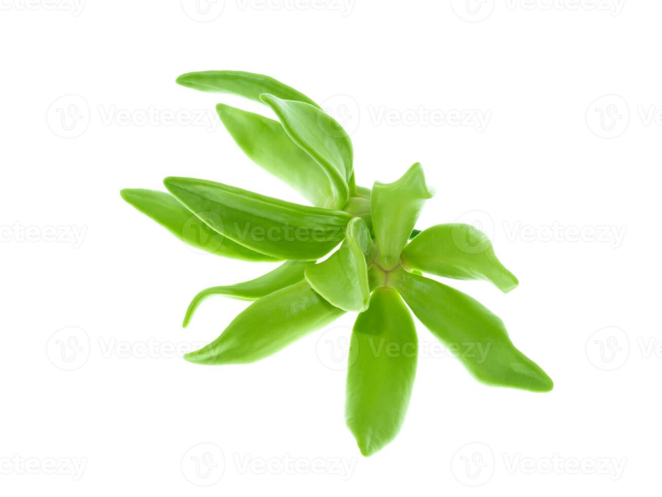 fragrant flowers of climbing ylang-ylang photo