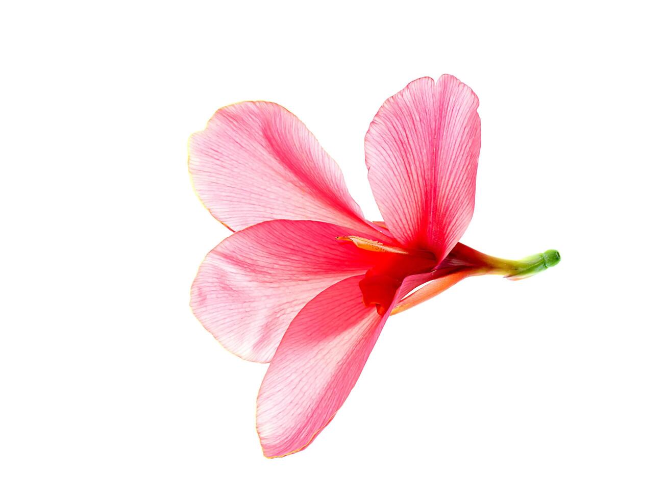 Pink Indian shot flower photo