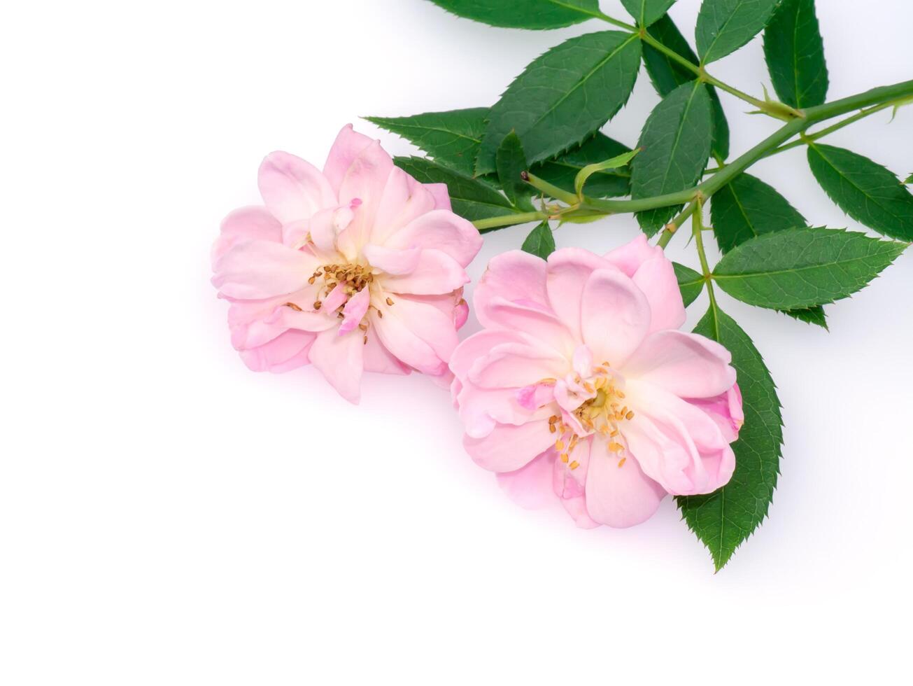 pink of Damask Rose flower. photo