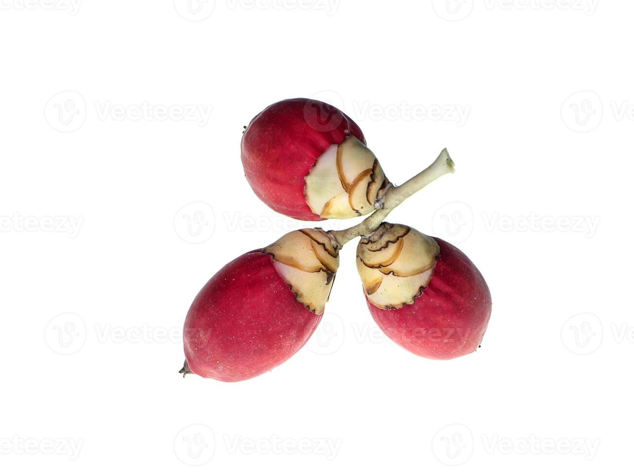 Close up of red Manila palm fruit photo