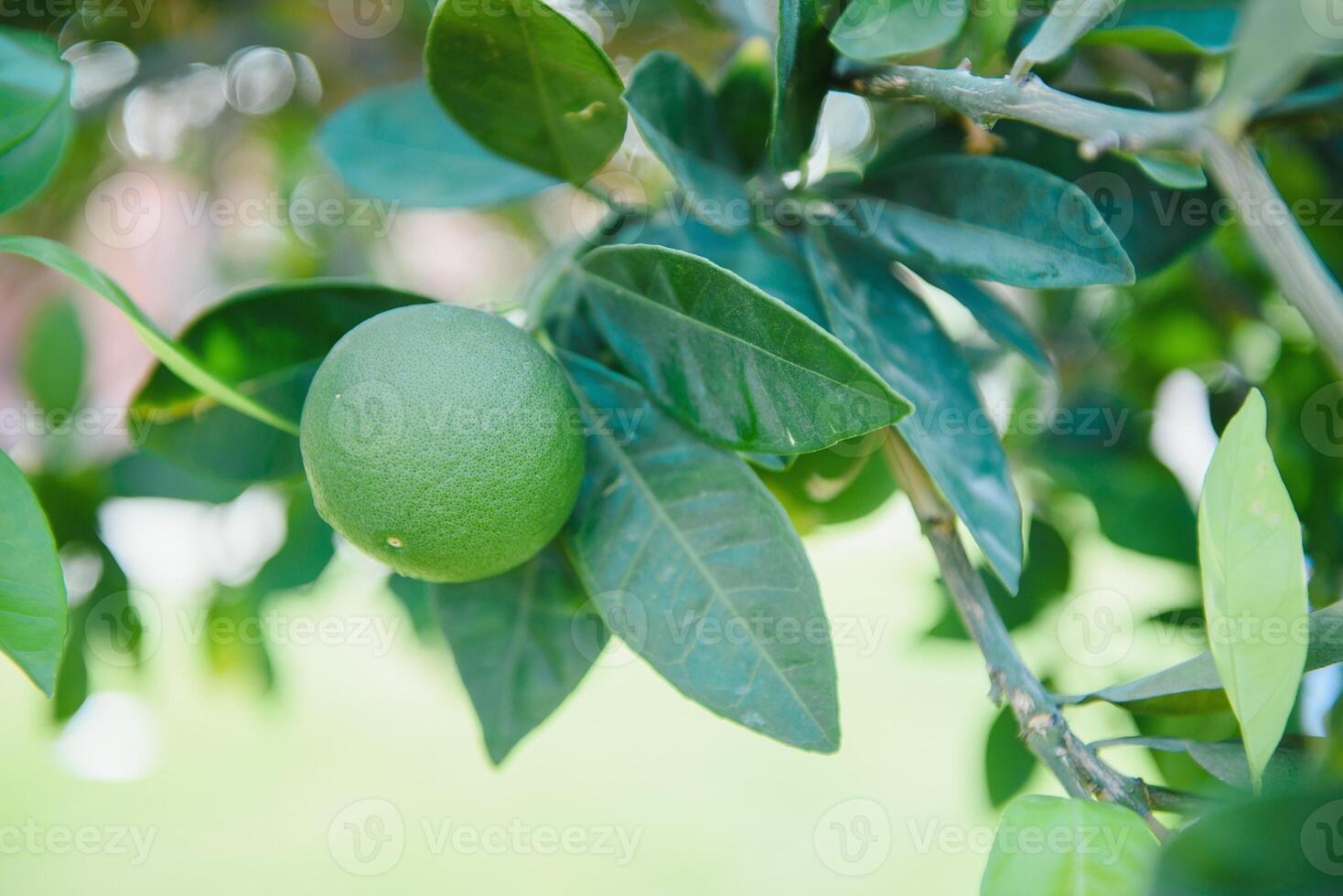 Fresh lime at the tree photo