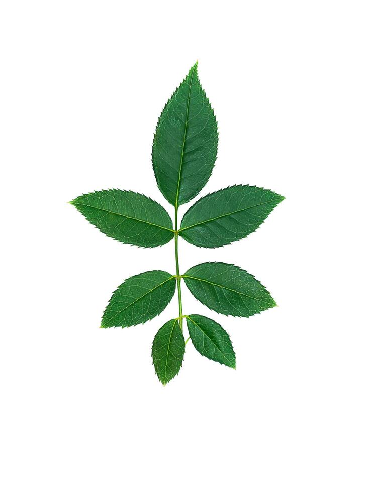Close up green leaf of rose tree. photo