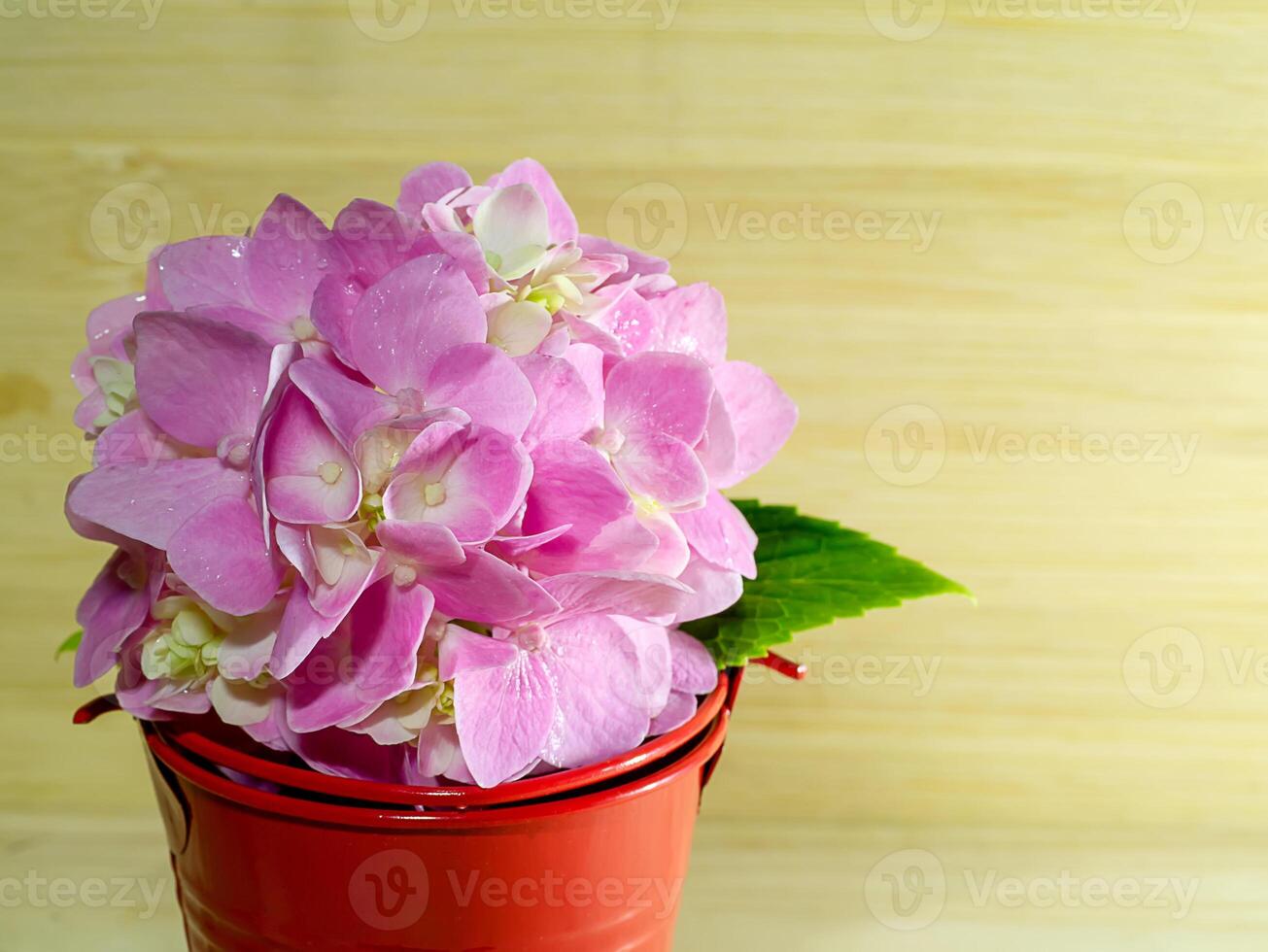 Close up Hydrangea flower photo