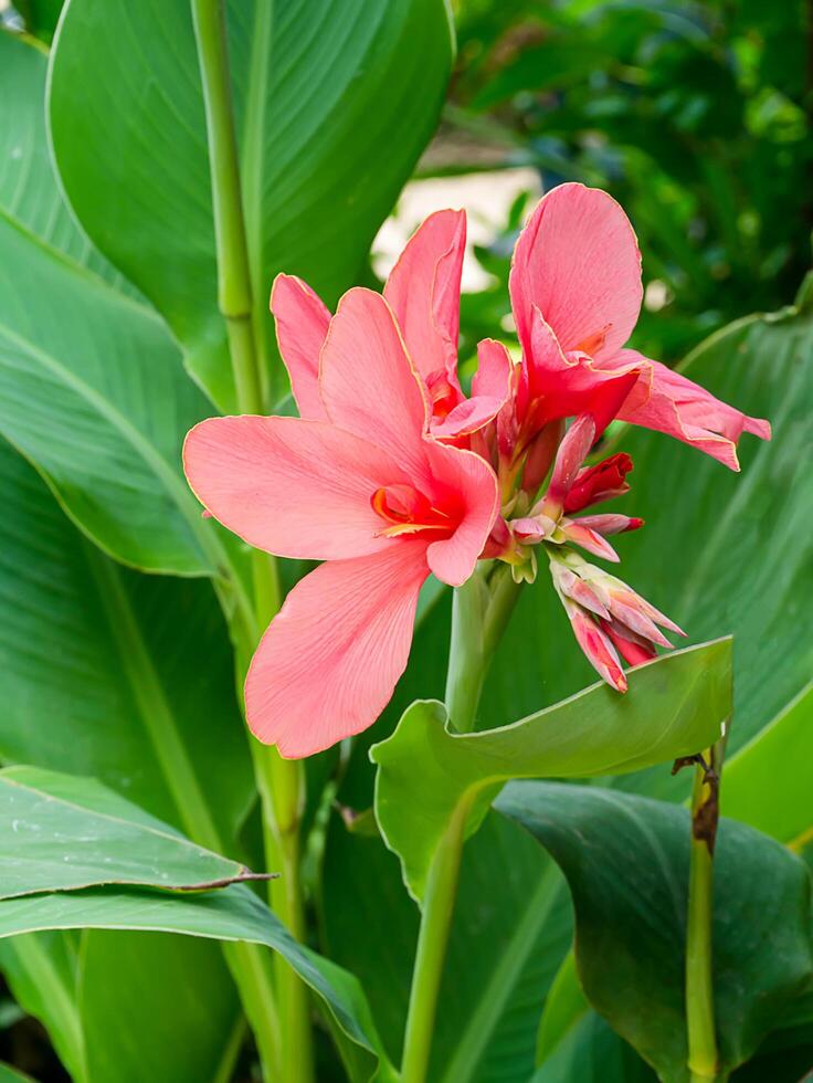 Pink Indian shot flower photo