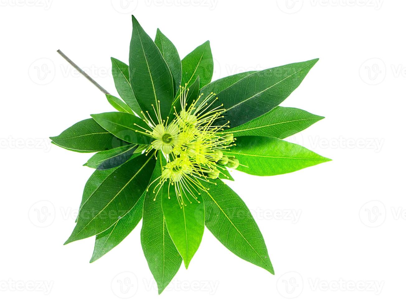Golden Penda flower photo